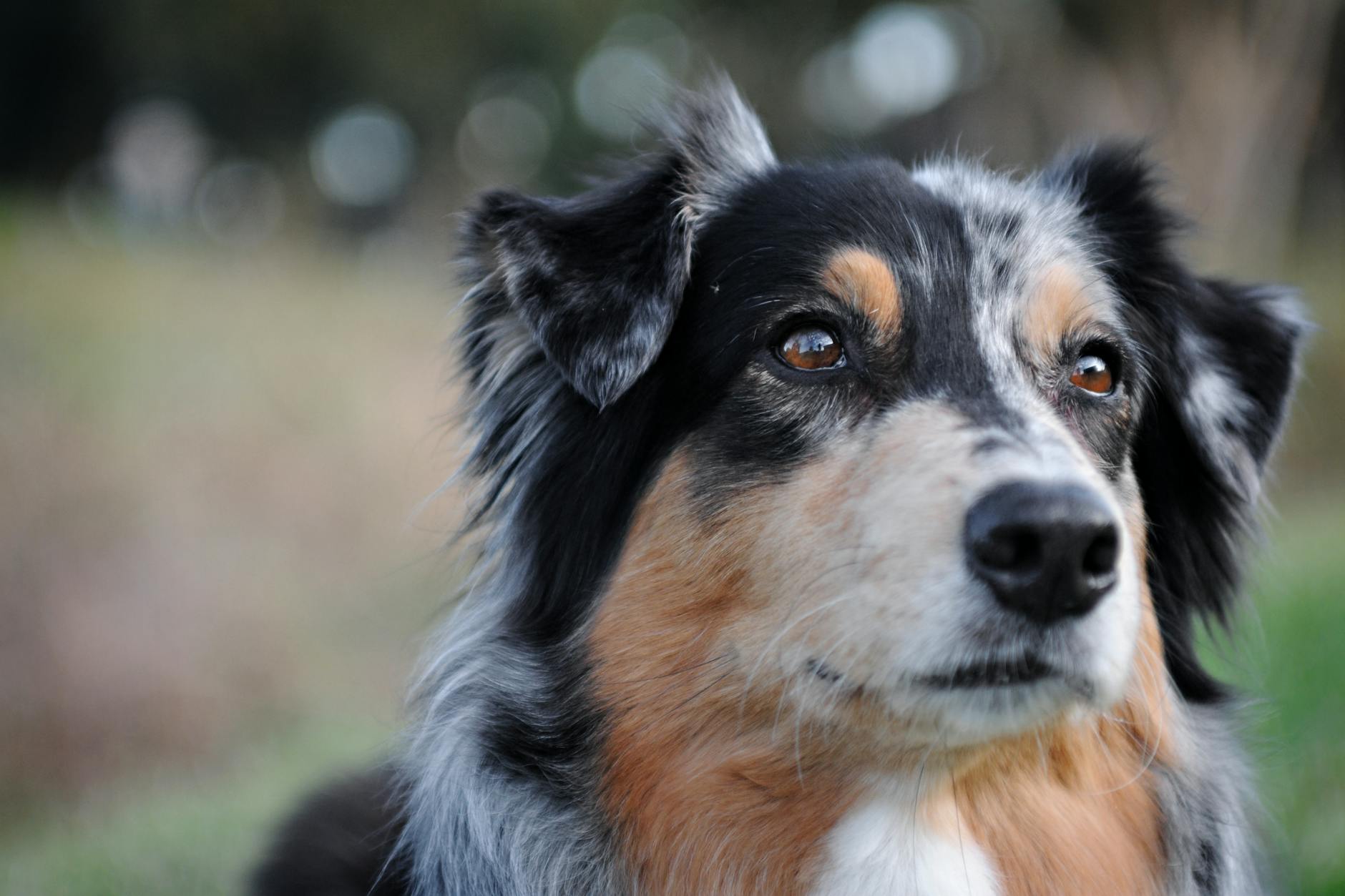 close up portrait of an australian shepherd dog