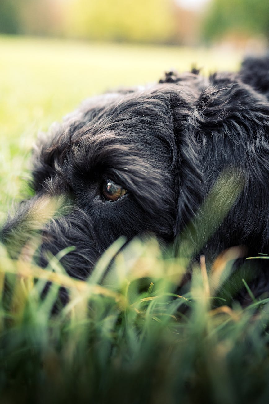 close up portrait of a dog in grass