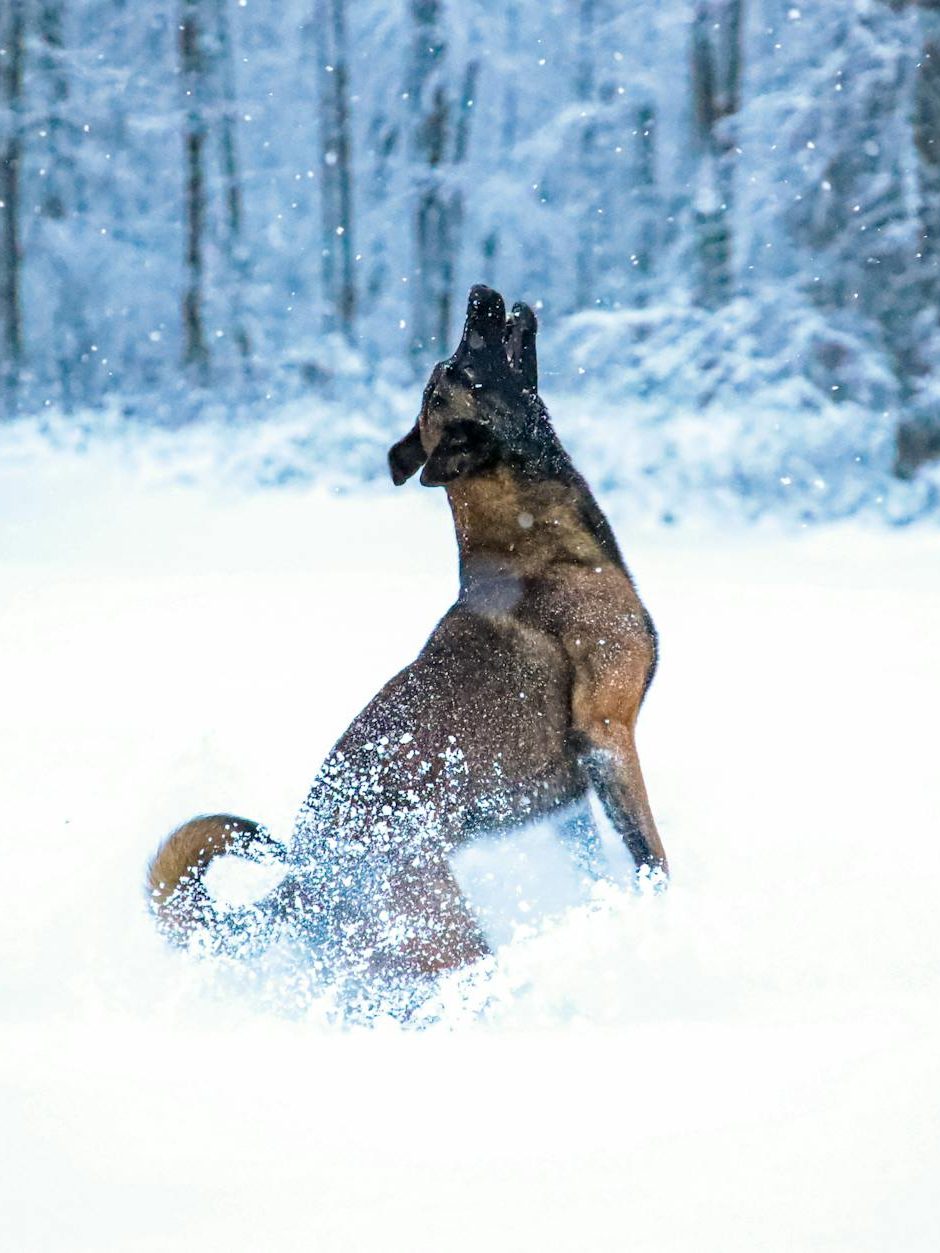 a dog being playful on the snow